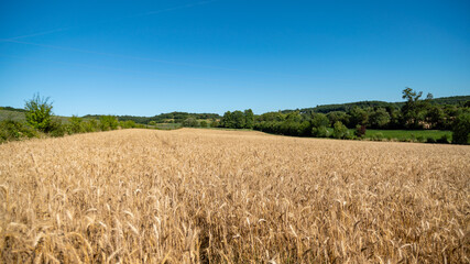 
Magnificent golden landscape, wheat field in spring and green hills in the distance, under an azure blue sky