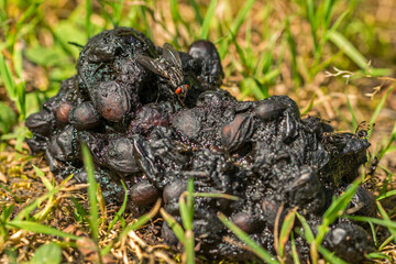 Closeup macro shot of a fly feeding of a pile of excrement in the forest