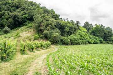 Fototapeta na wymiar Background with hill cornfield