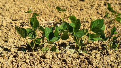 Young plantation in the fields. View close to the ground.
