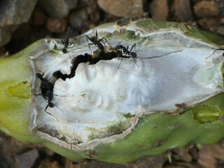 Fico d'India e formiche