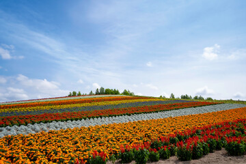 Blue sky at the flowergarden of Shikisai no Oka in Biei, Hokkaido, Japan