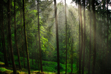 Die Sonne strahlt in den Wald hinein