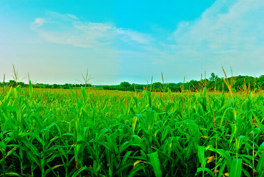 stok - Corn as high as an Elephant's eye, Sharpsburg, MD
