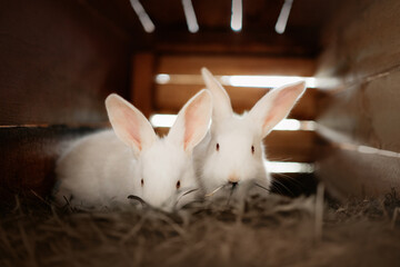two white rabbits inside a cage at an eco farm
