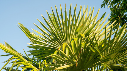 
Close-up of the palmate leaves of a young palm tree, in spring
