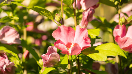 
Pink hibiscus in spring, pretty ornamental and edible plant