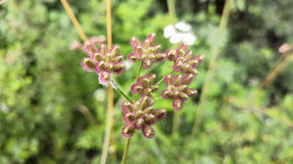 
Field torilis or arvensis, wild plant in spring
