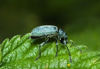 Close up of a bug on a leaf. Phyllobius