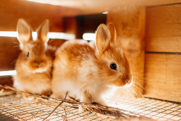 two baby rabbits inside a cage at an eco farm
