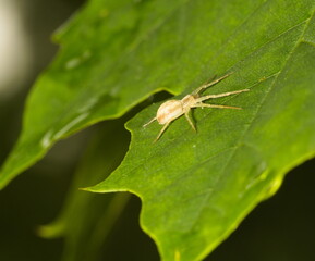 macro of a small white spider