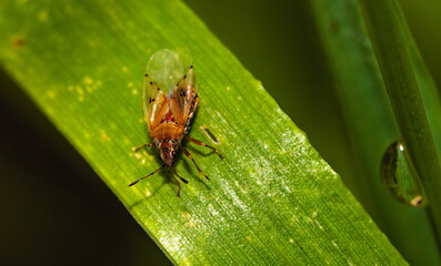 Close up of a Lygaeidae