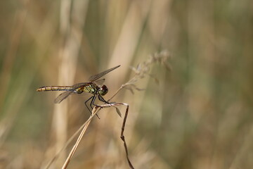 große Libelle auf einem Grashalm