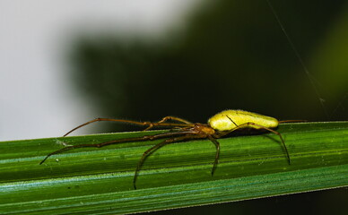 Spider on a leaf. Tetragnatha extensa