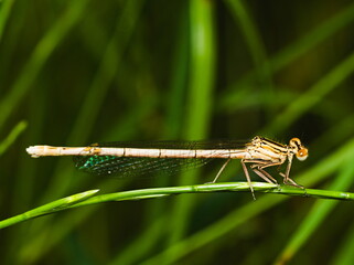 Close up of a dragonfly. Platycnemis pennipes, White-legged damselfly	