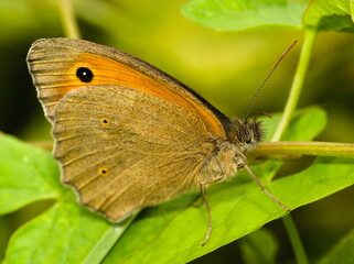 Obraz premium Butterfly on green leaf. Small heath (butterfly). Coenonympha pamphilus 
