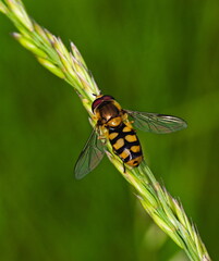 Hoverfly on leaf on grassy background