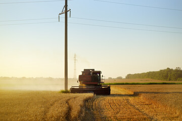 Combine harvesting grain on golden wheat field summer. Harvester working in wheatfield at sunset. Harvest ripe rye. Agriculture