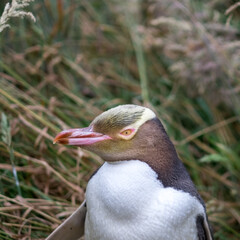 Close-up of an endangered yellow-eyed penguin (megadyptes antipodes) on the Otago Peninsula in New Zealand