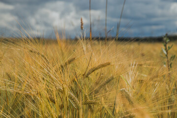 ears of rye ripen in the fields of central Russia