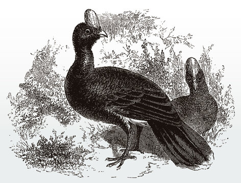 Endangered helmeted curassows, pauxi in side view standing in a scrubland, after an antique illustration from the 19th century