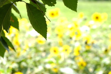 ひまわり,ヒマワリ,向日葵,sunflower