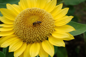 ひまわり,ヒマワリ,向日葵,sunflower