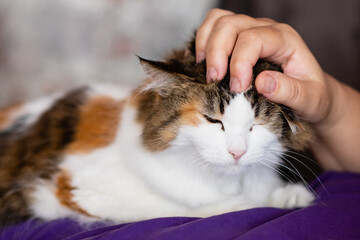 female hand stroking a cat. Happy cat. Close-up of a cat's face. Cat love. The concept of love for animals.