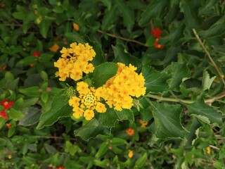 small yellow flowers (goldenrod)