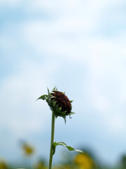 ひまわり,ヒマワリ,向日葵,sunflower