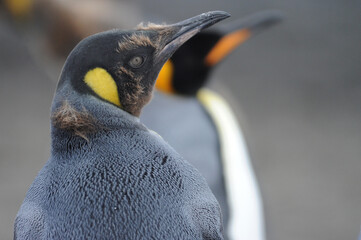 The king penguin (Aptenodytes patagonicus) Always regal and majestic