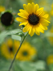 ひまわり,ヒマワリ,向日葵,sunflower