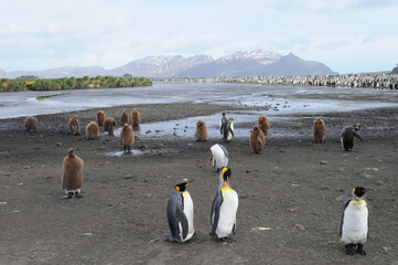 The king penguin (Aptenodytes patagonicus) Always regal and majestic