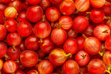still life photography with fresh red gooseberry