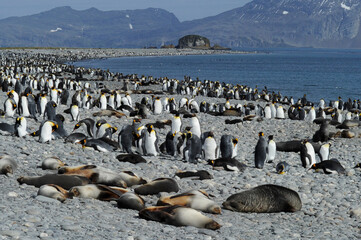 The king penguin (Aptenodytes patagonicus) Always regal and majestic