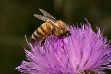 Biene sammelt Nektar