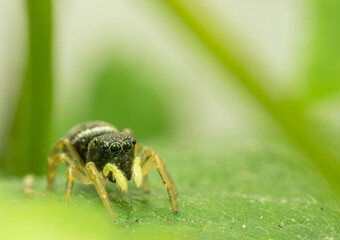 Sprung Spinne auf gr&uuml;nem Blatt