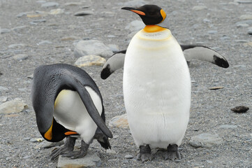 The king penguin (Aptenodytes patagonicus) Always regal and majestic