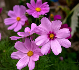 Obraz premium cosmos patio mix flowers in summer cottage garden