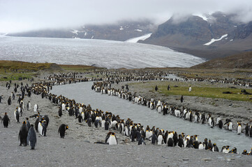 The king penguin (Aptenodytes patagonicus) Always regal and majestic