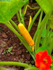 Yellow courgette, zucchini fruit Shooting star variety plant in vegetable garden