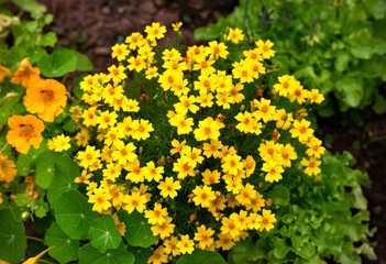 Tagetes tenuifolia Lemon Gem variety Mexican golden Marigold yellow flowers with orange core in summer cottage garden