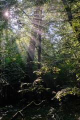 Deciduous stand with hornbeams and oaks