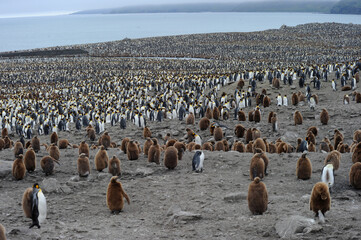 The king penguin (Aptenodytes patagonicus) Always regal and majestic