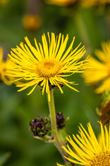 flowers in a botanical garden