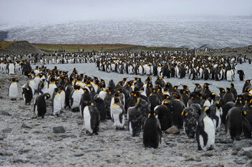 The king penguin (Aptenodytes patagonicus) Always regal and majestic
