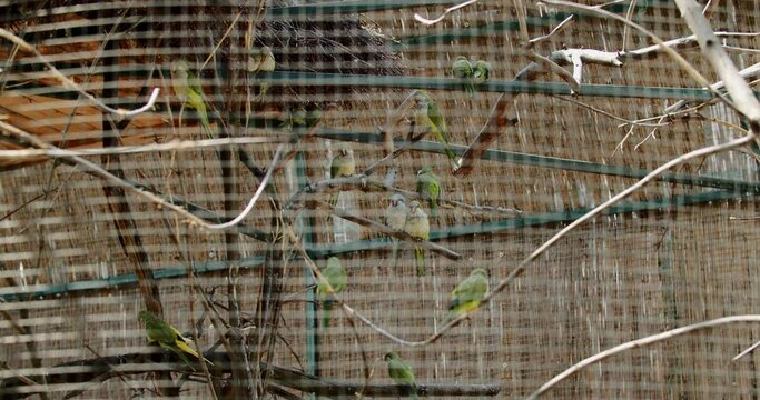 Parrots in a cage zoo protection.