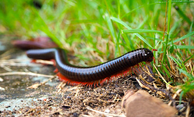 millipede walk on the ground with fresh green grass on the background ,slow-moving insect or thousand feet, bug