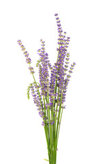 Bunch of lavender flowers, isolated on white background. Petals of lavender flowers. Medicinal herbs.