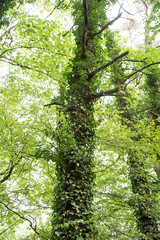Ivy overgrowing beech trees in wild forest